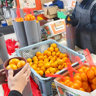 野菜の加工